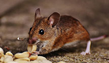 24 Hour & Emergency Exterminators in Scotland, AR